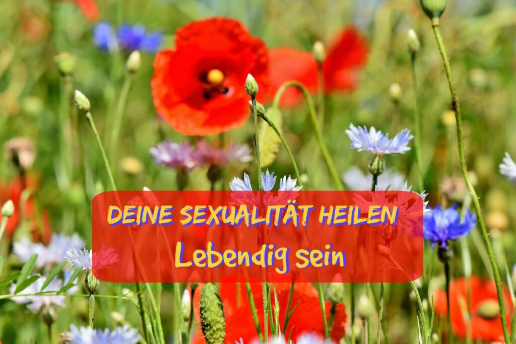 Bunte Blumenwiese mit rotem Mohn und Kornblumen, darüber der Titel: Deine Sexualität heilen, Lebendig sein - Symbolbild für Heilung, Lebendigkeit, Lebenskraft und eine erfüllte Weiblichkeit. Heilpraktikerin auf dem Gebiet der Psychotherapie mit Petra Biefang in Pfaffenhofen