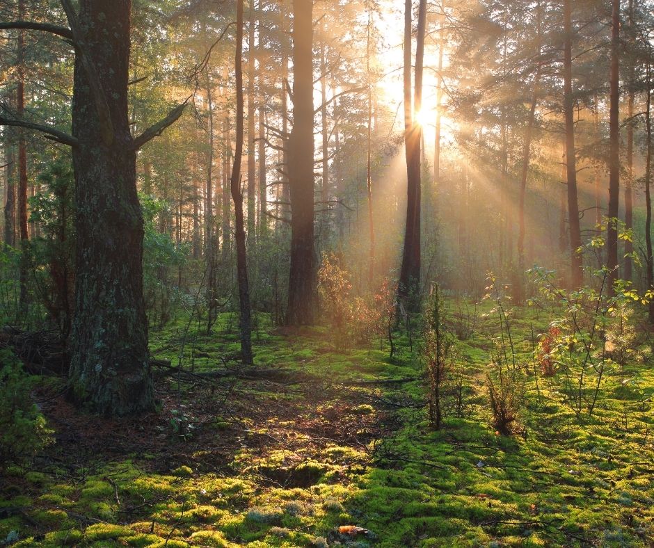 Coaching in der Natur in Pfaffenhofen - Rituale für Übergänge